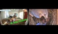 Thumbnail of Amazingearthanimalslivestream