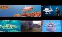 Thumbnail of Underwater live cams