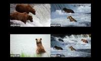 Brooks Falls Bear Mash