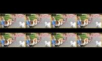 Thumbnail of Man spends $14K on realistic collie costume in viral video,