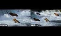 Thumbnail of BFL AND RIFFLES CAM ITZY 2023
