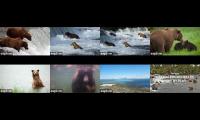 Thumbnail of Katmai Brown Bears Brooks River