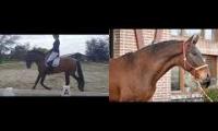 Thumbnail of Anne Horse  Compare 2023