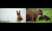 Thumbnail of Katmai Bears - RW & KRV Cams