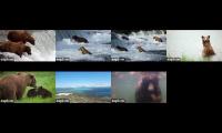 Live Bear Cams @ Explore.org