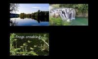 Thumbnail of Peaceful Sounds of Froggy Lake
