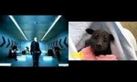 Thumbnail of Emo Fruit Bats Love Taking Back Sunday