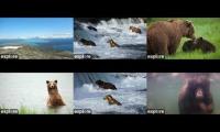 Explore Katmai Bear Cams