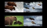 Thumbnail of bearsbearsbearsbears
