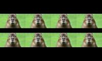 CAPYBARA SONG for ya to listen to