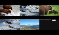 Thumbnail of Katmai: BF, BFL, RF, KRV, RW, DM