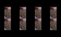 Thumbnail of Watch this video for me!