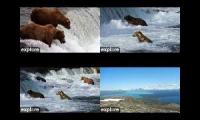 Thumbnail of Katmai Bears YouTubeMultiplier BF-BFL-RF-DM