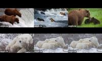 Thumbnail of Brown Bears and Polar Bears
