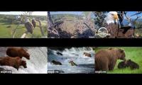 Brown Bears and Bald Eagles