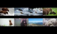 Thumbnail of Brooks Falls Bears  Live Streams