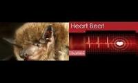 Thumbnail of Bat and Heart Dracula