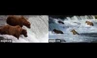 katmai bears 2023 2 main cams