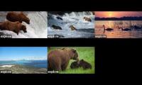 Thumbnail of Watching bears Katmai 2023 November