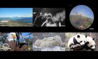 Thumbnail of Assorted Animal Cams