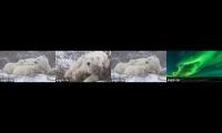 Thumbnail of Polar Bears International