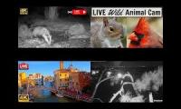 Thumbnail of Roger Favorites IV Nature and Venice