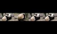 Thumbnail of panda he hua playlist 001