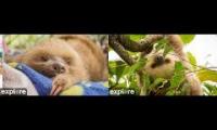 Thumbnail of Sloth TV porch cam & playground STV-STVP