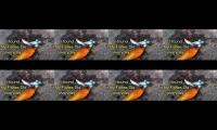 Thumbnail of bike bestie auarium views