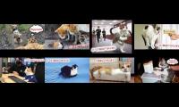 Thumbnail of (very funny) Domi Show all 8 videos at once