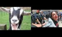 Thumbnail of Goats vs Drunk Lady Arrested in Airport