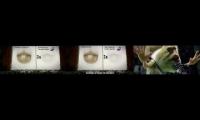 Thumbnail of Domestos elections English vs Portugal vs Turkish