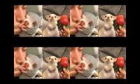 Thumbnail of up to faster 4 parison to fanny chihuahua tv