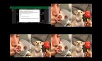 Thumbnail of up to faster 7 parison to fanny chihuahua tv