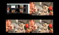 Thumbnail of Up To Faster 10 Parison To Fanny Chihuahua TV