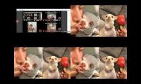Thumbnail of Up To Faster 16 Parison To Funny Chihuahua TV