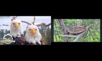 Thumbnail of Big Bear & Southwest Florida Eagle Camera