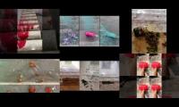 Thumbnail of GLAS BOTTLES FALLING DOWN STAIRS (LOUD)