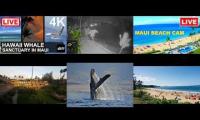 Thumbnail of Maui Island Hawaii Youtube live webcams