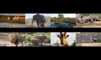 Thumbnail of Explore-AfriCams-8Views