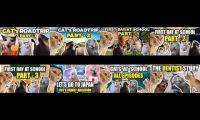 All 8 episodes of cat memes family at the same time №1