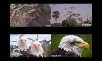 Thumbnail of Four Bald Eagle Cams