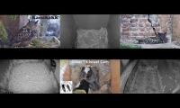 Thumbnail of Amazingearthanimalslivestream