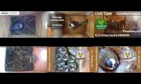 Thumbnail of Amazingearthanimalslivestream