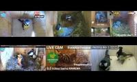 Thumbnail of Amazingearthanimalslivestream