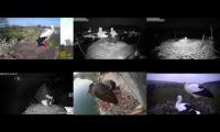 Thumbnail of Amazingearthanimalslivestream