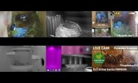 Thumbnail of Amazingearthanimalslivestream