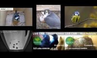 Thumbnail of Amazingearthanimalslivestream