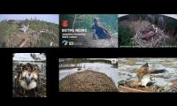 Thumbnail of Amazingearthanimalslivestream