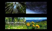 This might be a forest in the morning possibly